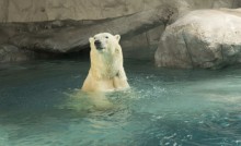 PL sobre Educação Ambiental e Bem-Estar Animal avança na Câmara