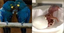 Filhote de arara-azul nasce no Zoo de São Paulo