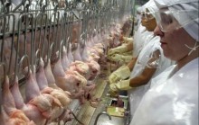 BRF pretende expandir abate de frango em Lucas do Rio Verde em 50%