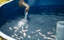 Pesquisadores contribuem para economia de água nos sistemas de produção animal
