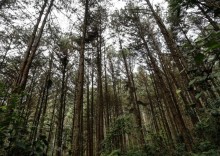 CNA destaca importância do desenvolvimento florestal para as cadeias produtivas