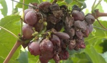 Chuvas podem afetar safra de uva no Vale do São Francisco