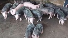 Como o manejo das jovens porquinhas marrãs pode garantir leitões saudáveis (Assista)