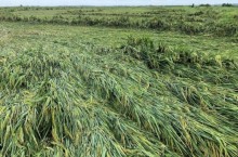 Fortes chuvas no RS deixam setor arrozeiro em alerta.