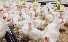 Queda na demanda pressionou a cotação do frango em março