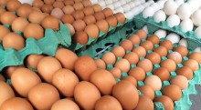 Queda no consumo faz preço do ovo recuar