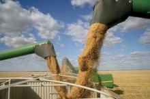 'Baixa qualidade' causa queda de 30% no preço do trigo