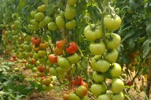 Queda na temperatura reduz ritmo de maturação do tomate