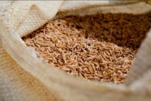 Após período de queda, preço do arroz em casca volta a subir