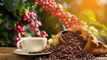 Café robusta atinge maior valor da série histórica iniciada em 2001