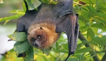 São Paulo registra caso de vírus da raiva em morcego