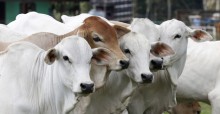 Abates de bovinos poderão ser recorde, diz Rabobank