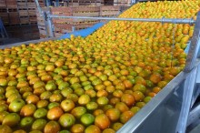 Citricultura ocupa 54% da área da fruticultura no Paraná