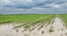 Chuvas  inundam campos de arroz no interior do RS (Assista)