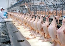 Exportação de carne de frango cai 7% no 1º tri