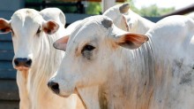 MT exporta volume recorde de carne bovina