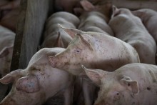 Abatedouro clandestino de porcos é interditado no Rio