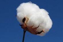 Preços do algodão oscilam no início do terceiro trimestre