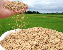 Preços do arroz em casca seguem oscilando