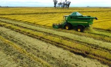 RS tem 44% da área de arroz colhida