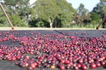 Maior cafezal urbano do mundo fica em SP e pode ser visitado