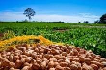 Produção de amendoim brasileiro quadruplica em apenas uma década