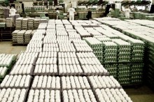 Exportações de ovos recuam, mas balanço segue positivo