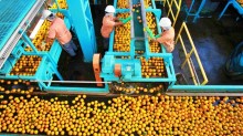 Cutrale anuncia investimentos de R$ 500 milhões para produção de laranjas no MS