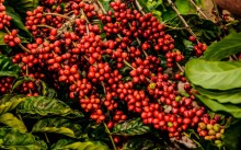 Saca do robusta acumula aumento de 45% no ano