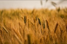 Com estoques represados pelos produtores, cotação do trigo sobe