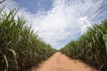 Produção de cana-de-açúcar ultrapassa 713 milhões de toneladas