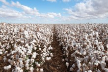 Produtores de algodão tem expectativa de produção recorde