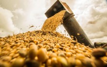 Venda da soja brasileira ultrapassa 41% da produção estimada