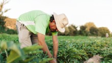 Dívidas do crédito rural podem ser renegociadas até 31 de maio