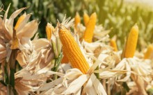 Colheita do milho ultrapassa 50% no Brasil