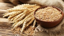 Na entressafra, mercado do trigo segue em ritmo lento