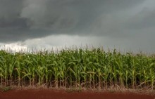 Monitoramento agrícola aponta condições climáticas favoráveis para o desenvolvimento do milho