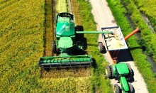 Produtores do RS já colheram 78% da área de arroz