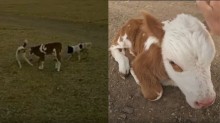 Fazendeiro russo usa drone para salvar bezerro de ataque de cães (assista)