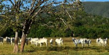 Frigoríficos assinam compromisso para monitorar origem do gado no Cerrado