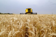 Após período de crescimento, área plantada de trigo pode diminuir no Brasil