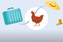 Nova fase de campanha contra influenza aviária aborda retorno à propriedade (assista)