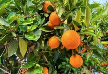 Produção acelerada 'segura' preços da laranja in natura