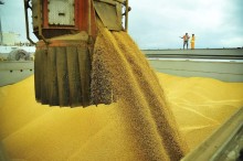 Indicador do milho acumula queda acima de 13% em um ano
