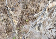 Após chuvas, RS pode perder 2 milhões de hectares de soja em plantações alagadas
