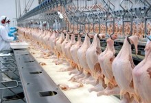 Carnes bovina e de frango impulsionam alta de índice de preço global da pecuária