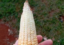 Onda de calor impacta produção de milho no PR e em SP