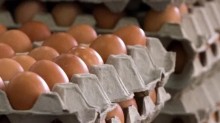 Dificuldades logísticas afetam a distribuição de ovos no RS