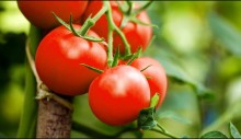 Safra de tomate industrial tem enfrentado vários desafios em 2024