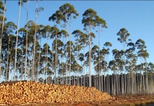 Cultivo de florestas por manejo agrícola é excluído de rol de atividades poluidoras